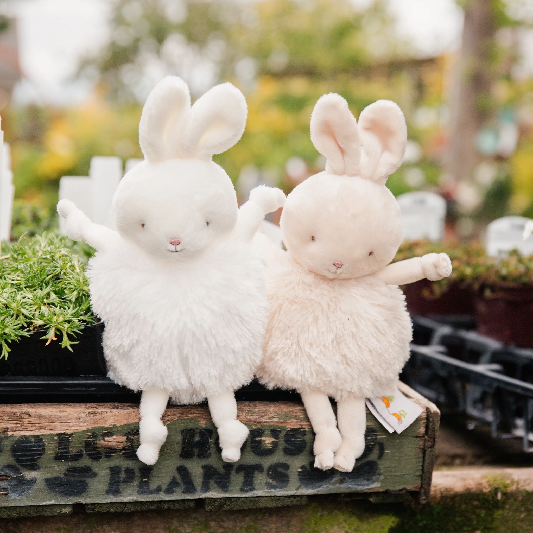 Roly Poly Bun Bun - White Bunny